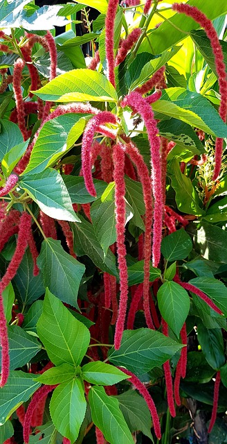 红猫的尾巴 Acalypha 长 - 上的免费照片