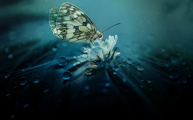蝴蝶 花 授粉 - 上的免费照片