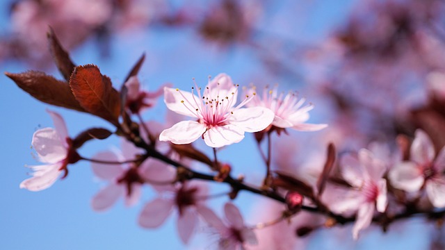 樱花 樱桃花 花 - 上的免费照片