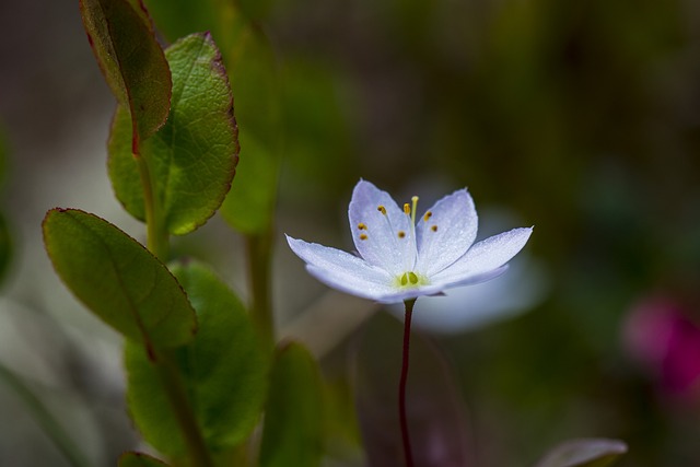 浮萍冬青 花 北极星花 - 上的免费照片