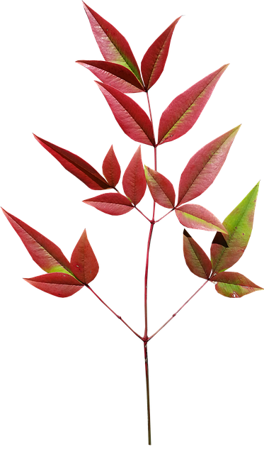 树叶 南迪娜 竹子 - 上的免费照片