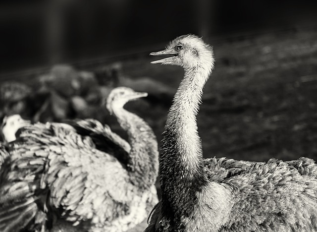 南都 大鸟 黑和白 - 上的免费照片