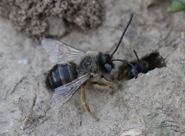 蜜蜂 荒野 蚁 - 上的免费照片