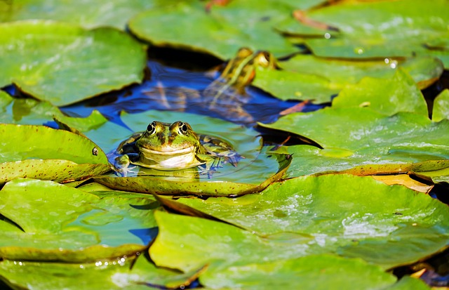 青蛙 水蛙 池塘青蛙 - 上的免费照片