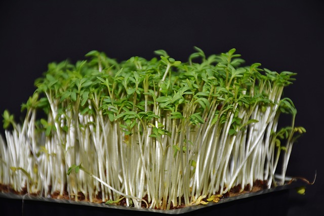 花园水芹 水芹 食物 - 上的免费照片