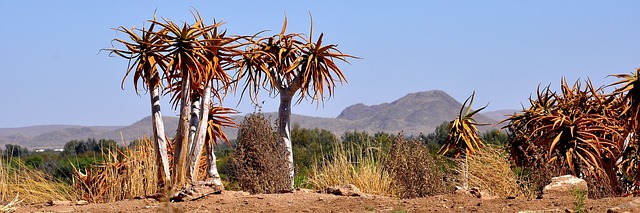 自然 沙漠 干燥 - 上的免费照片