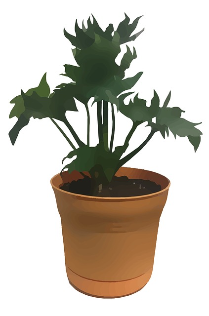 植物 生长 绿色 - 上的免费图片
