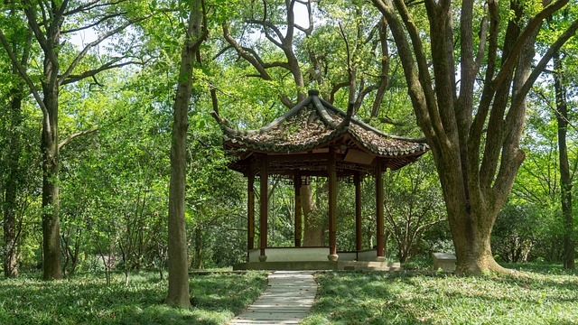 木 树 大自然 - 上的免费照片