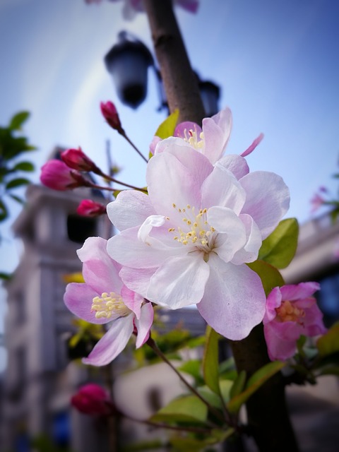 花 植物 大自然 - 上的免费照片