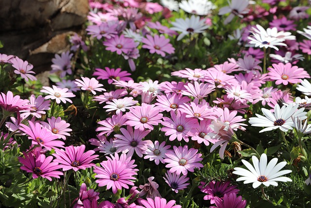 花 植物 大自然 - 上的免费照片