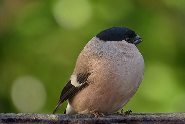 野生动物 鸟 布尔芬奇 - 上的免费照片