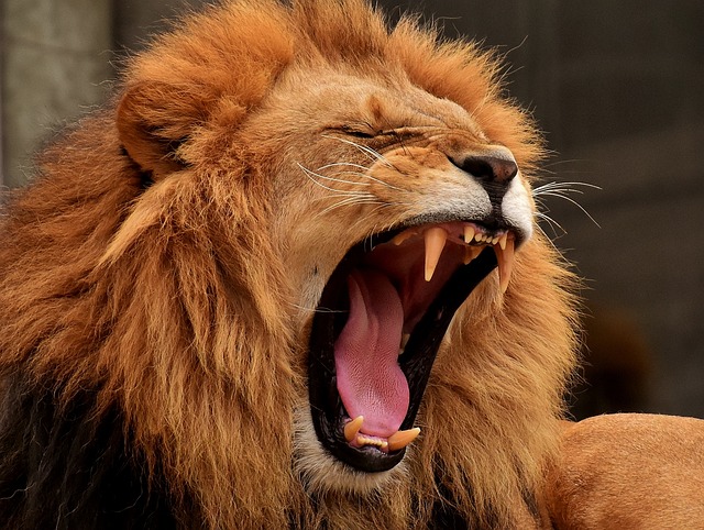 狮子 捕食者 鬃毛 - 上的免费照片