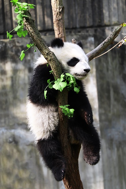 Panda 哺乳动物 动物园 - 上的免费照片