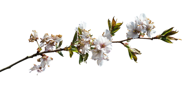 李子 花枝 开花 - 上的免费照片