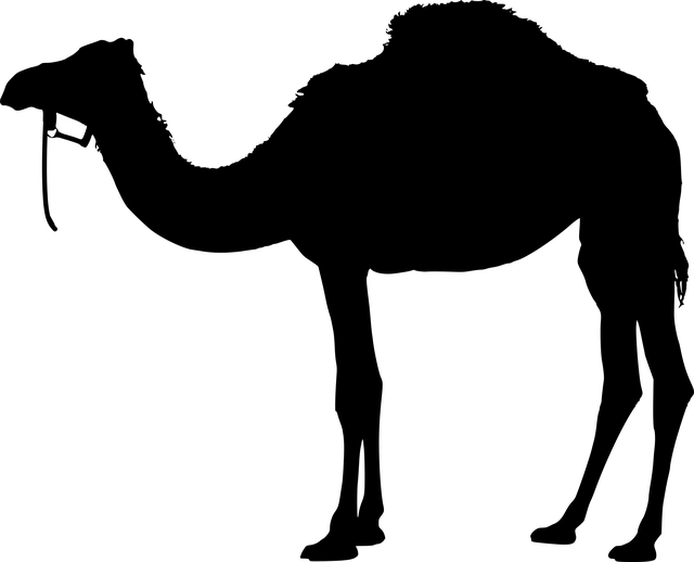 骆驼 动物 轮廓 - 免费矢量图形