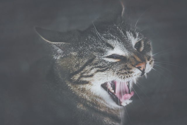 猫 更深 嘴 - 上的免费照片