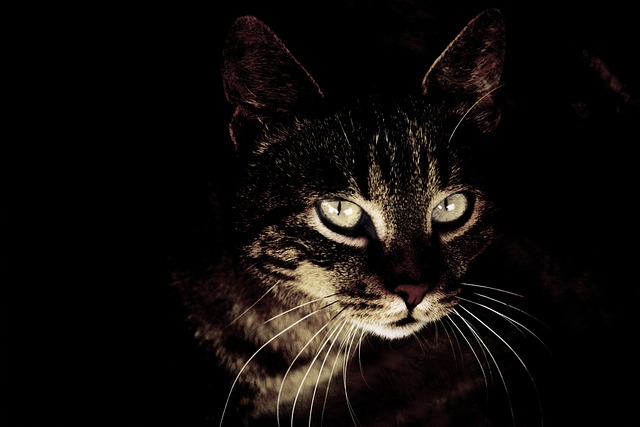 猫 头 眼睛 - 上的免费照片