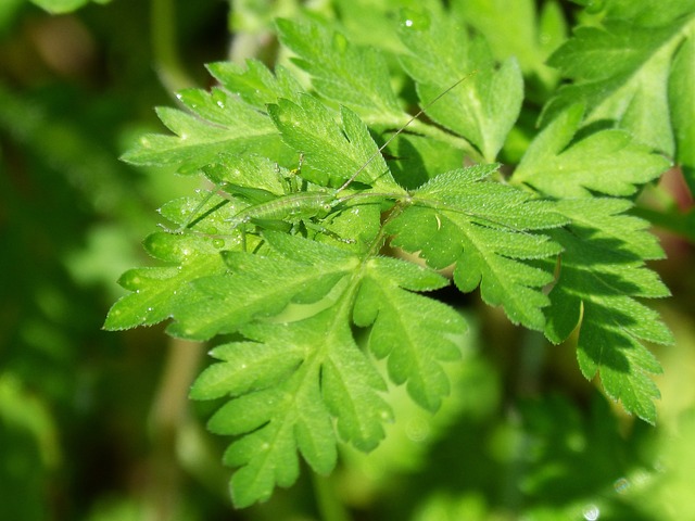 蚂蚱绿色的虚 叶 伪装 - 上的免费照片