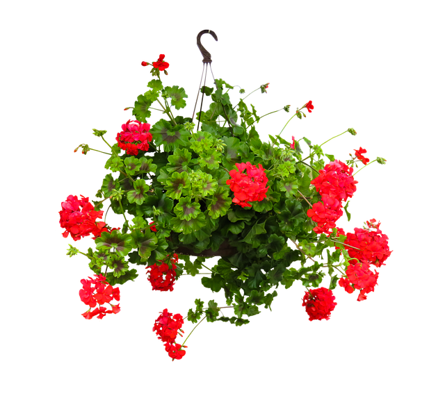 自然 花 植物 - 上的免费照片