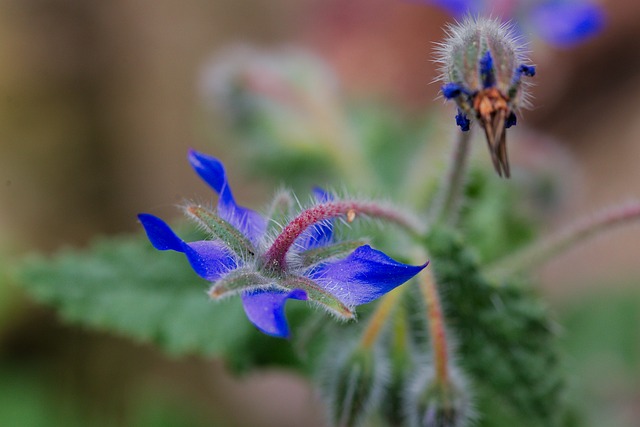 自然 植物 花 - 上的免费照片