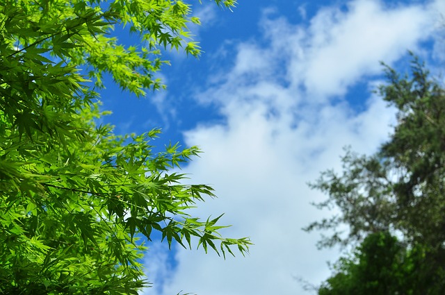 木材 自然 季节 - 上的免费照片