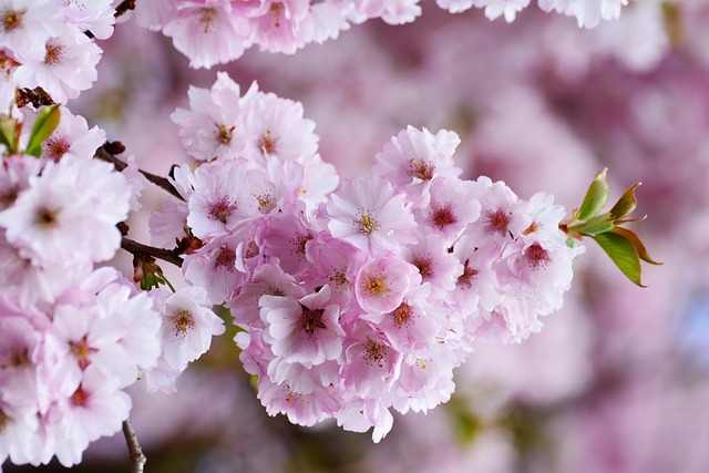 樱花 日本樱桃 树开花 - 上的免费照片
