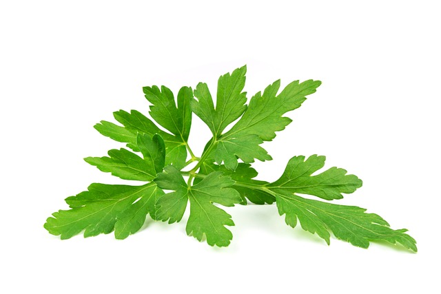 香菜叶 叶子 普通芹菜 - 上的免费照片