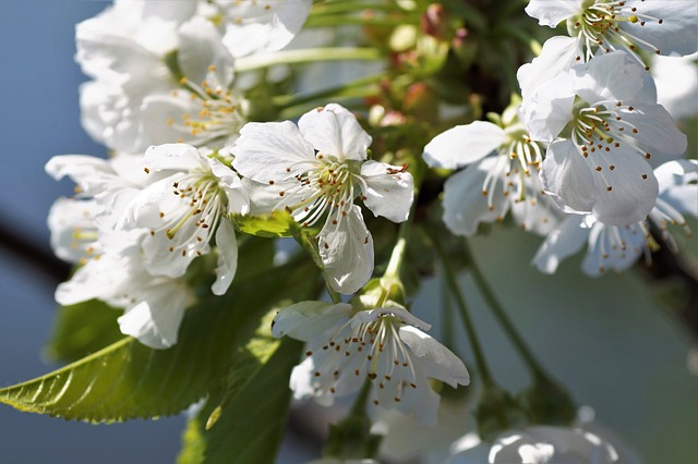 樱桃 花 盛开 - 上的免费照片