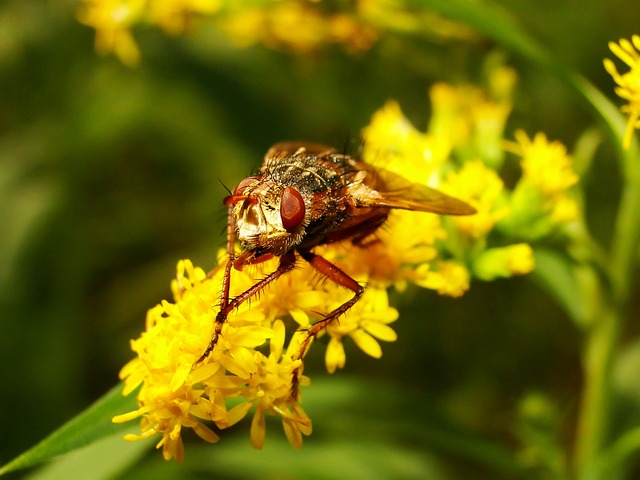 性质 昆虫 Apiformes - 上的免费照片