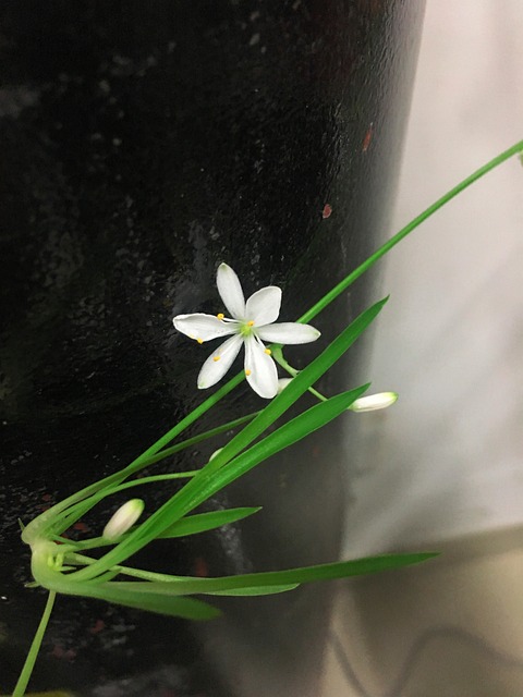 大自然 花 植物 - 上的免费照片
