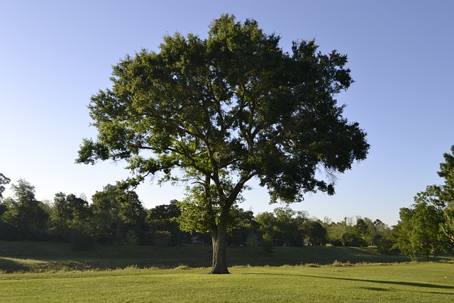 树 自然 景观 - 上的免费照片