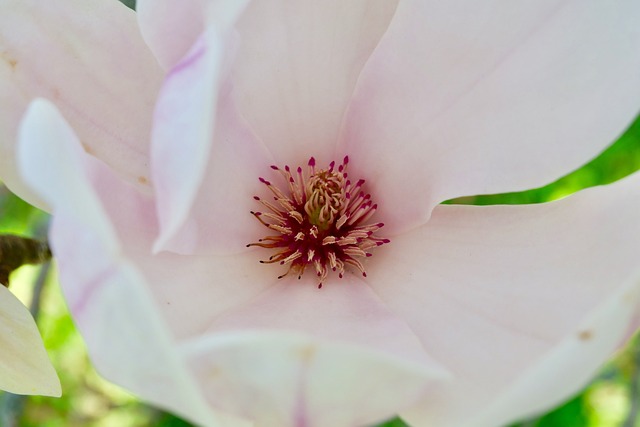 花 自然 植物 - 上的免费照片