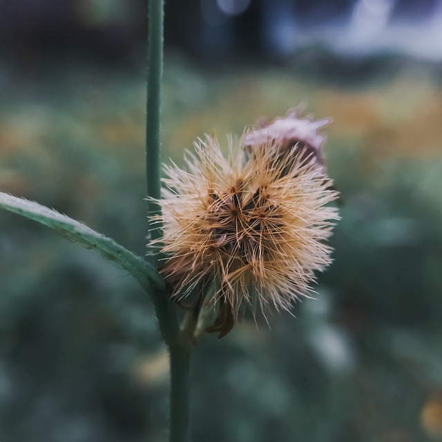 花 自然 植物 - 上的免费照片
