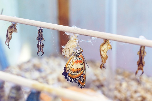 动物 野生动物 蝴蝶 - 上的免费照片