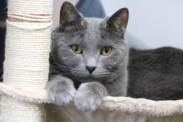 动物 国内的 可爱的 - 上的免费照片