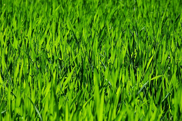 草 场地 草地 - 上的免费照片