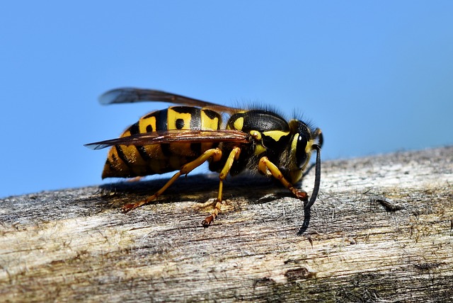 大黄蜂 昆虫 黄蜂 - 上的免费照片