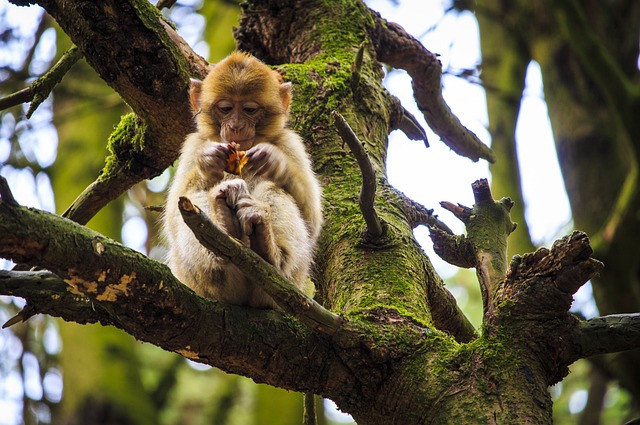 猴宝宝 巴巴利猕猴 阿芬伯格 - 上的免费照片