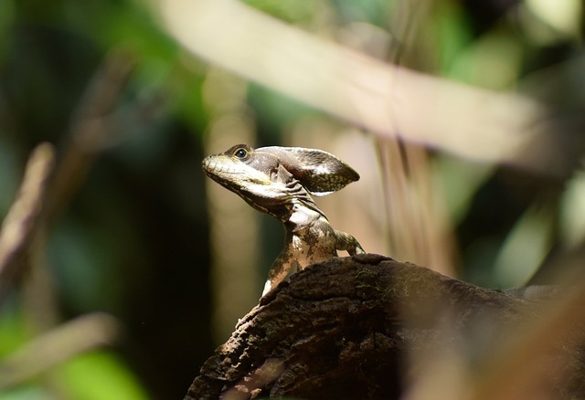 自然 野生动物 户外活动 - 上的免费照片