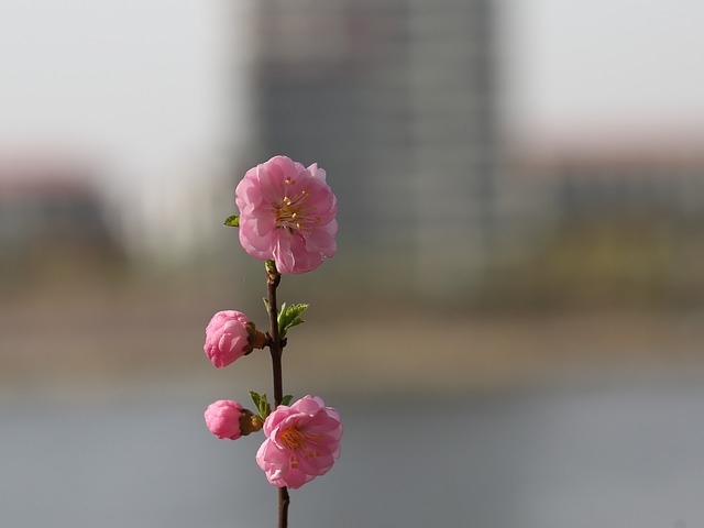 大自然 花 植物 - 上的免费照片