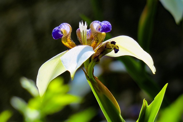 鳶尾花 大自然 植物 - 上的免费照片