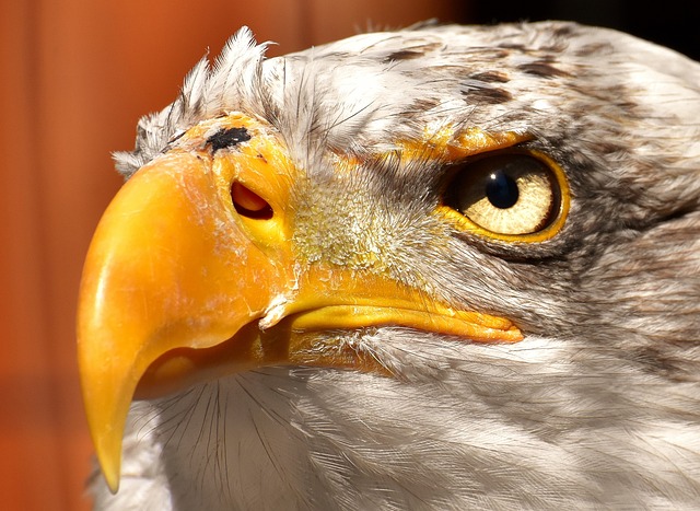 鹰 白头鹰 眼皮 - 上的免费照片
