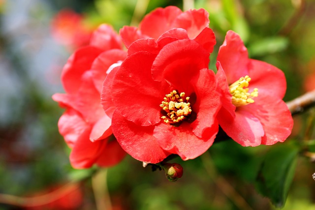 明子花 花 大自然 - 上的免费照片