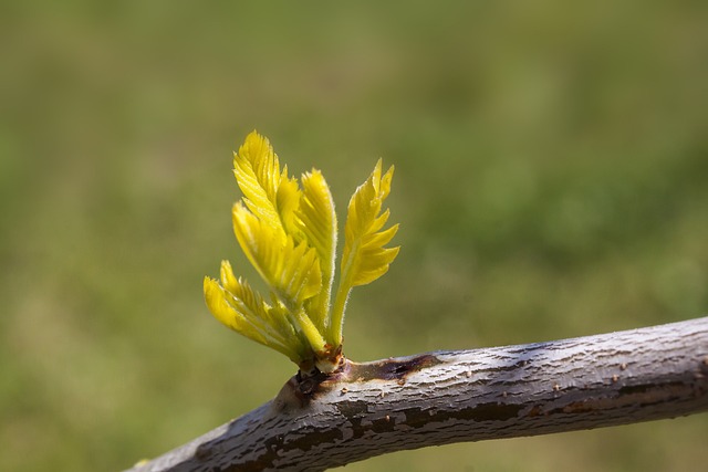 格列茨基 皂角 三个棘手的Gledischie - 上的免费照片