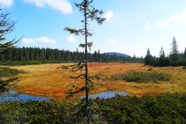 景观 巴掌 Czechia - 上的免费照片