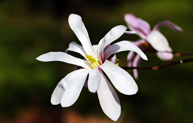 星玉兰 花 植物 - 上的免费照片