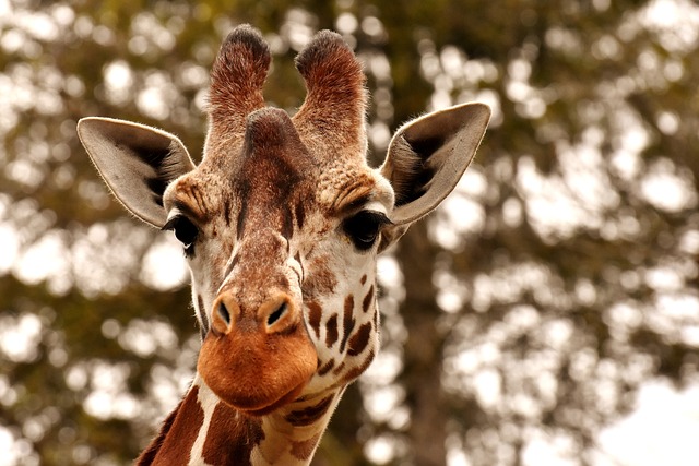 长颈鹿 动物园 动物 - 上的免费照片