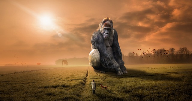 动物 大猩猩 猿 - 上的免费照片