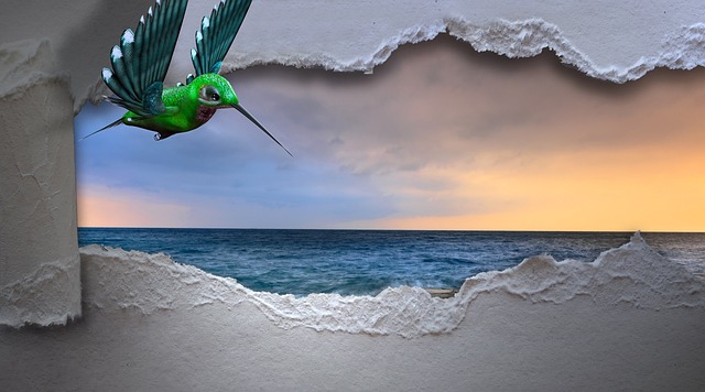 蜂鸟 海 突破 - 上的免费照片