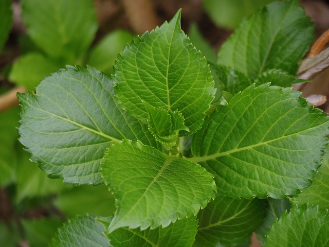 绣球花 绣球花叶 新绿 - 上的免费照片